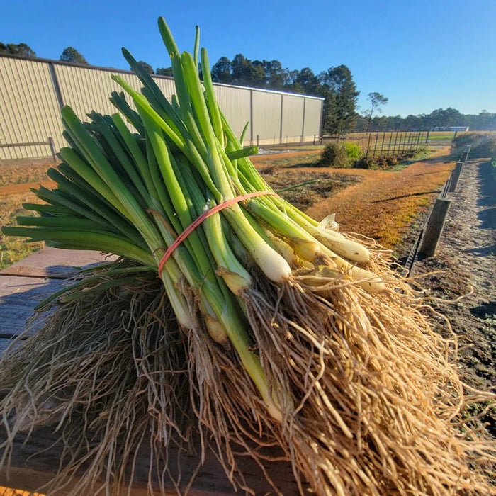 1015Y Texas SuperSweet Onion Plant Bundle