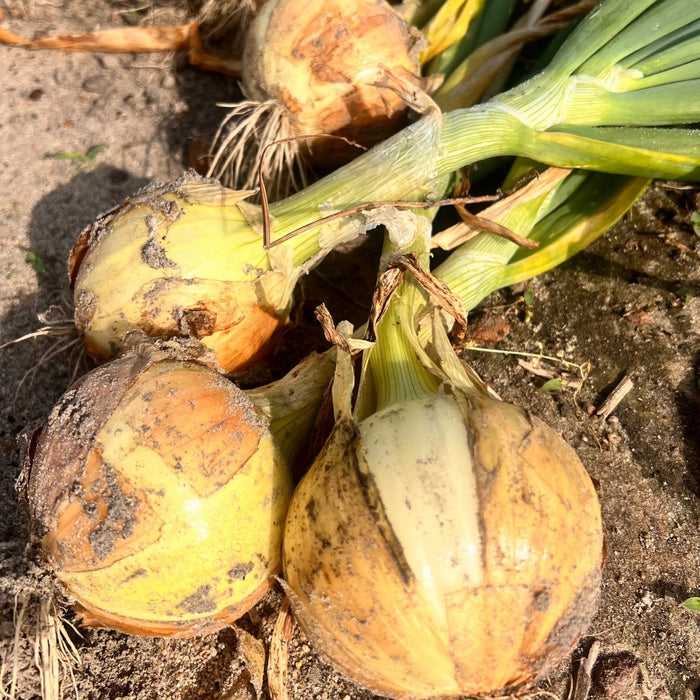1015Y Texas SuperSweet Onion Plant Bundle