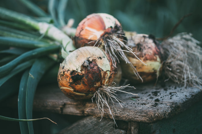 1015Y Texas SuperSweet Onion Plant Bundle