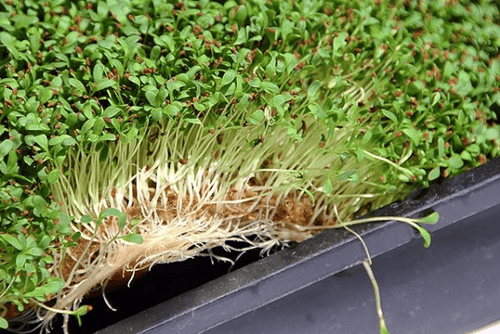 1020 Grow Mats - HOSS