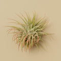 3 Ionantha Guatemala Air Plants - 2 Inch