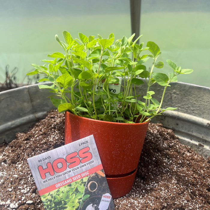 A small potted oregano plant in a terracotta-colored pot sitting in soil inside a galvanized metal planter, with a HOSS oregano seed packet placed in front.