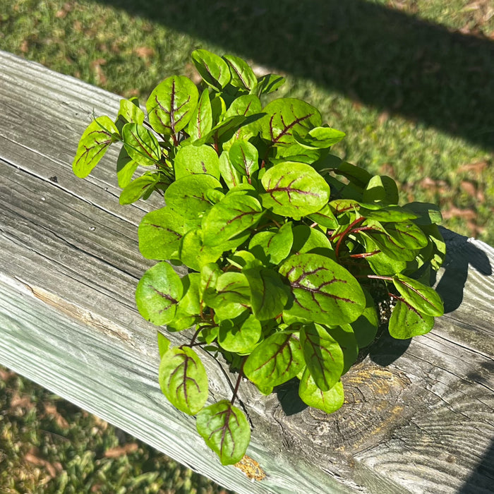 Red Veined Sorrel Microgreens - HOSS