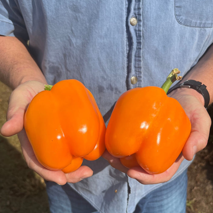 Hossinator Orange Hybrid Bell Pepper F1 - HOSS