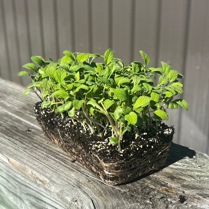 English Sage Microgreens - HOSS