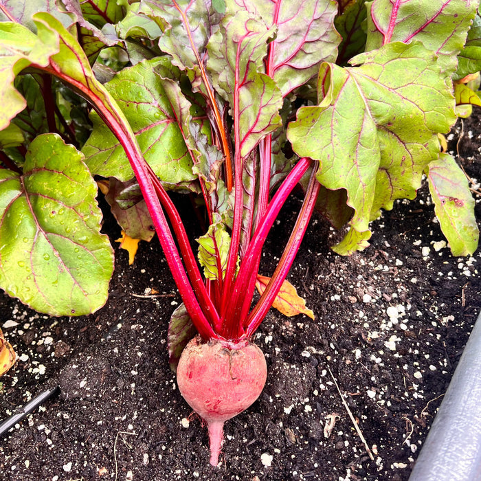 Schrute Beet - HOSS
