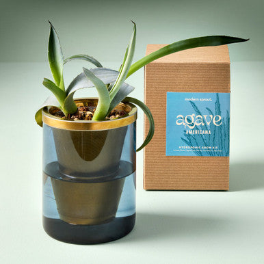 Agave Grow Kit | Modern Sprout