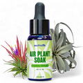 Air Plant Fertilizer | Southside.