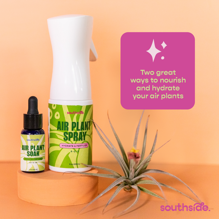 Air Plant Fertilizer | Southside.
