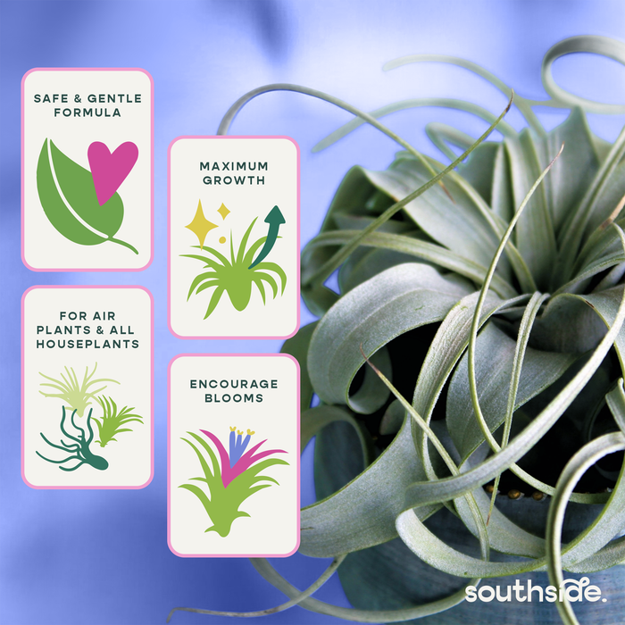 Air Plant Fertilizer | Southside.