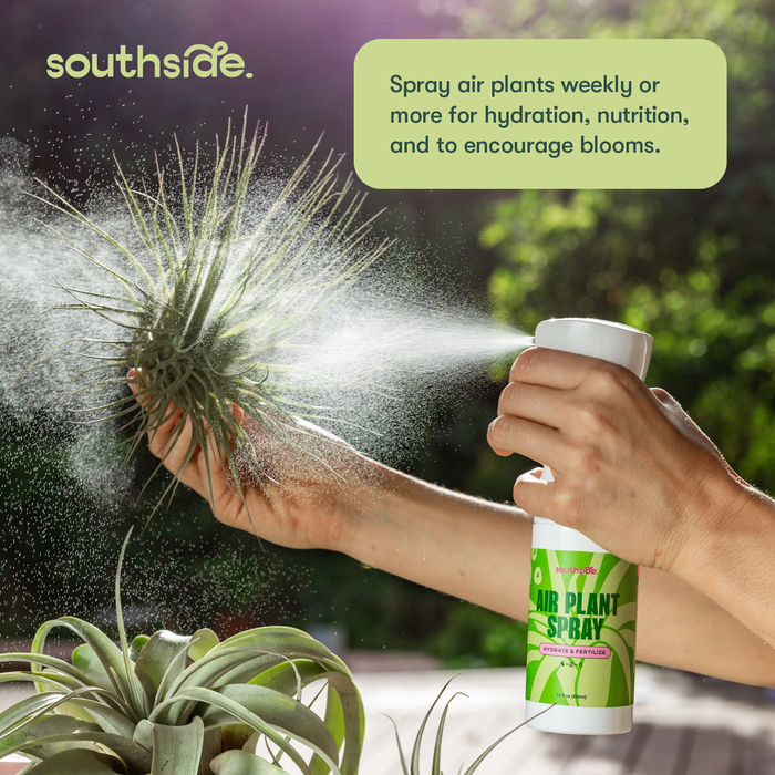 Air Plant Fertilizer | Southside.
