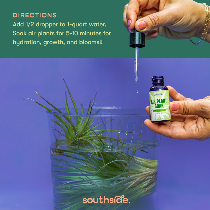 Air Plant Fertilizer | Southside.