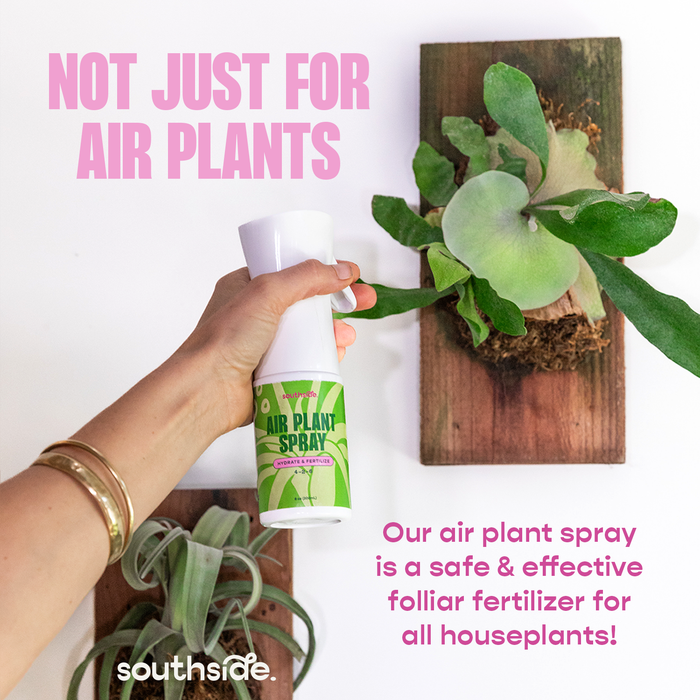 Air Plant Fertilizer | Southside.