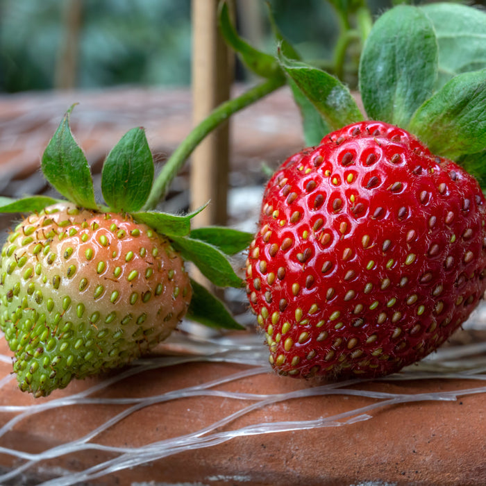 Two fresh strawberries on a plant, one ripe red strawberry and one green unripe strawberry, resting on a terracotta pot over a white net in a garden setting.