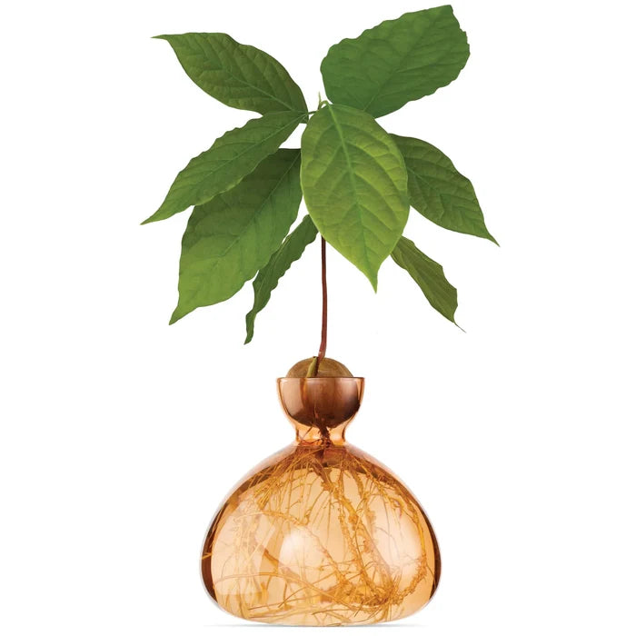 Apricot Avocado Vase | Ilex Studios