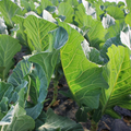 Close-up of a kale plant in a field, showing large green leaves with visible veins and dark soil underneath.