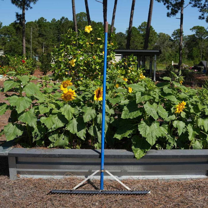 Garden bed rake leaned up against a raised bed full of sunflowers