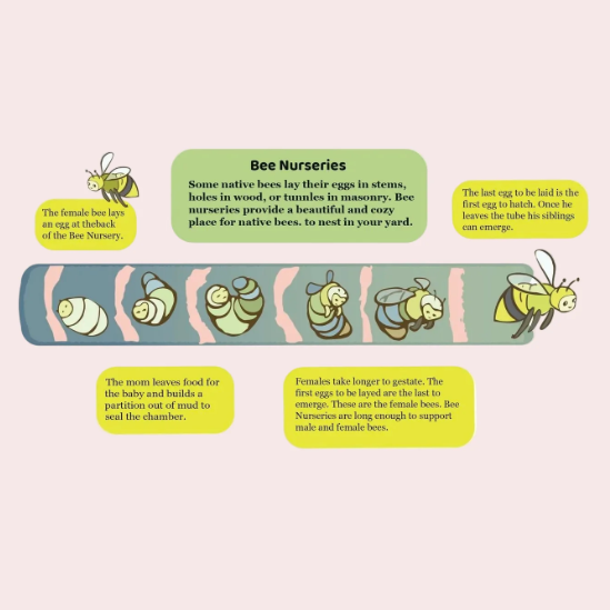 An educational infographic poster titled 'Bee Nurseries' on a pale pink background, featuring cartoon bees, eggs, and text boxes explaining bee development and nursery care.
