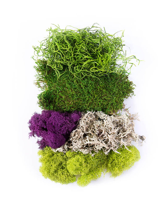 Best Sellers Moss Mix|SuperMoss