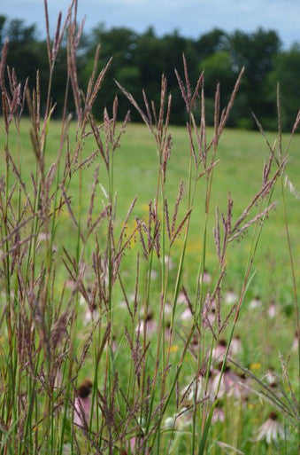 Big Bluestem Seeds | Prairie Moon Nursery