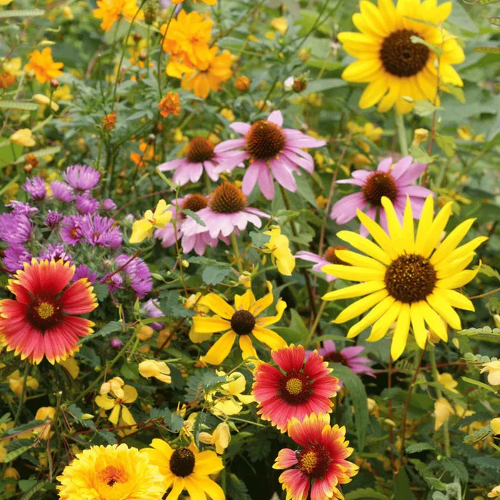 Bird Lover's Meadow Mix Seed Shaker | Hudson Valley Seed Co