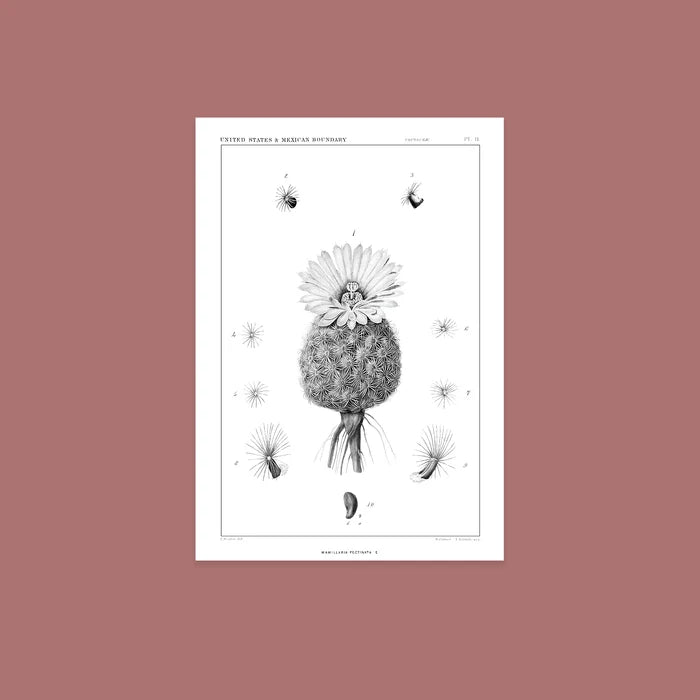 Black & White Cactus Flower Oversized Postcard