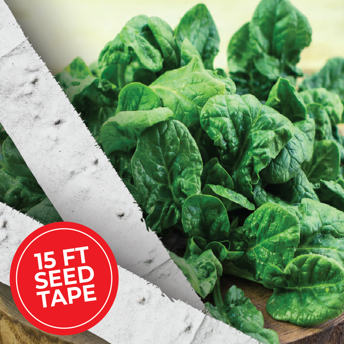 Bloomsdale Spinach Seed Tape - HOSS