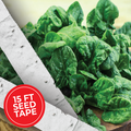 Bloomsdale Spinach Seed Tape - HOSS