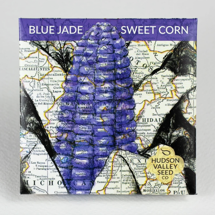 Hudson Valley Seed Library - Blue Jade Sweet Corn