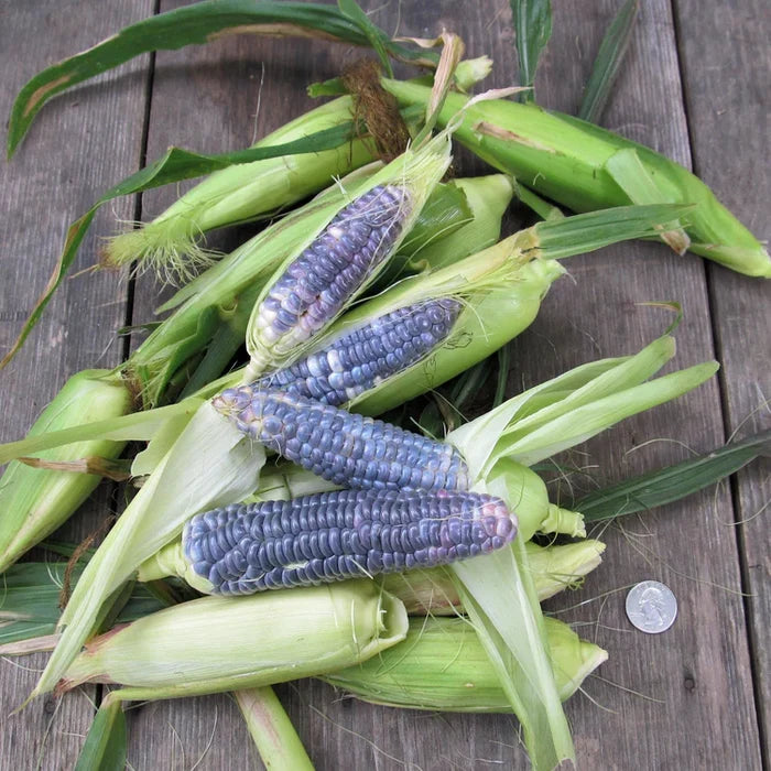 Blue Jade Sweet Corn | Hudson Valley Seed Co