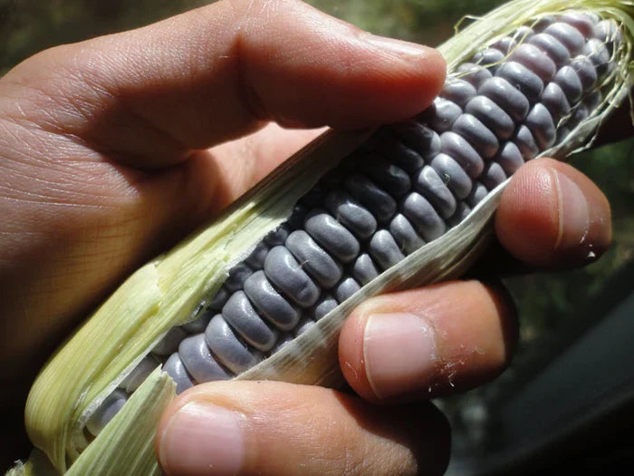 Blue Jade Sweet Corn | Hudson Valley Seed Co