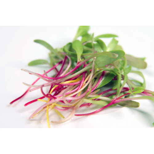 Bright Lights Swiss Chard Microgreens - HOSS
