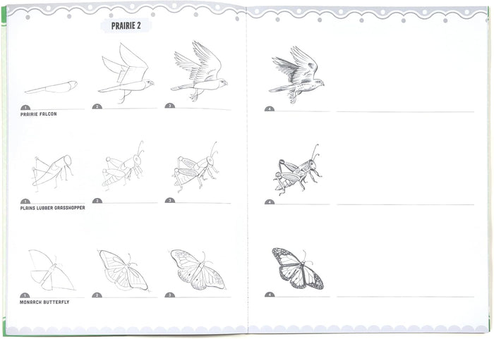 Bugs Birds Butterflies Coloring Learn to Draw