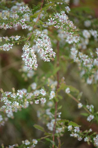 Calico Aster | Prairie Moon Nursery