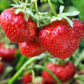 Cluster of ripe Camarosa strawberries with visible water droplets, indicating freshness, grown in a garden.