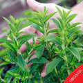 Candy Stevia - HOSS