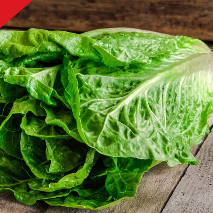 Coastal Star Romaine Lettuce
