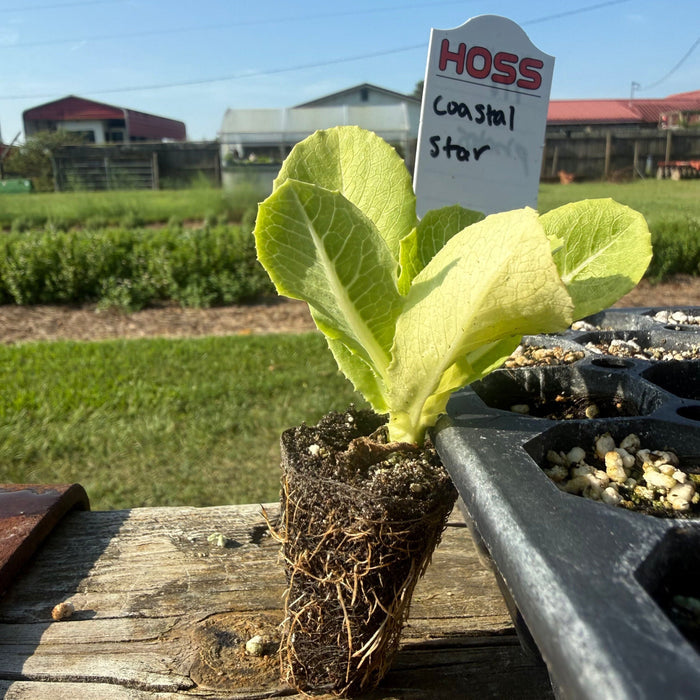 A potted lettuce seedling labeled 'HOSS Coastal Star' sits on a wooden table outdoors, with a tray of seed trays and a grassy field in the background.