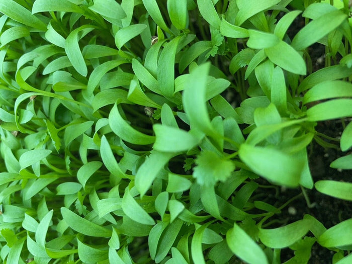 Coriander Splits (Microgreens)