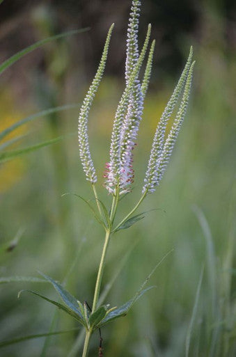 Culver's Root Seeds | Prairie Moon Nursery