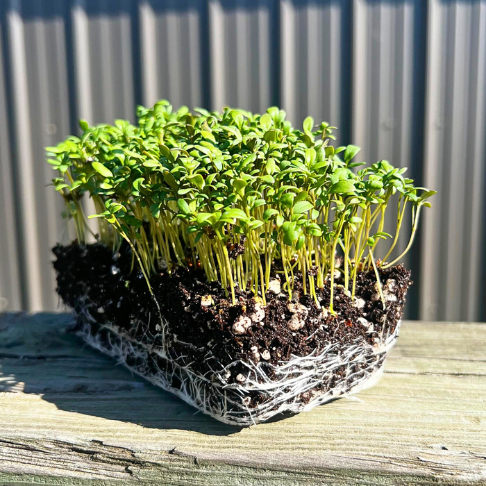 Curled Cress Microgreens - HOSS