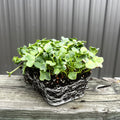 Daikon Radish Microgreens - HOSS