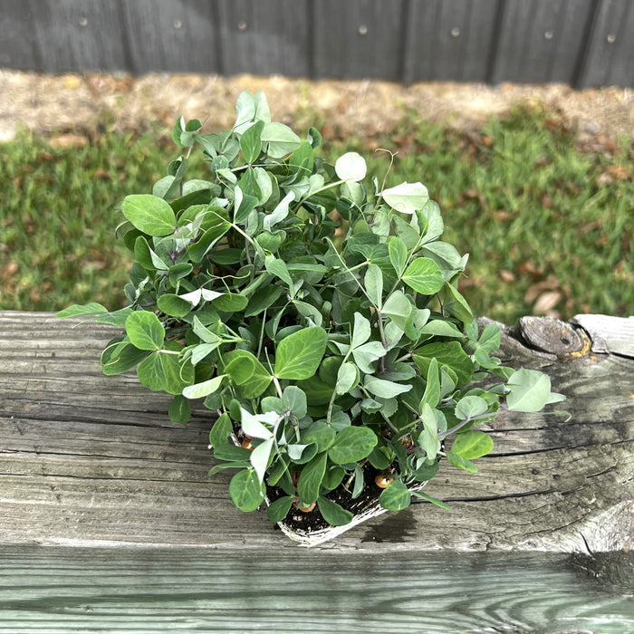 Dunn Pea 2.0 Microgreens