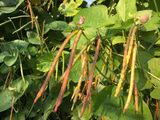 Fagiolina del Trasimeno (Multi-Colored) | Truelove Seeds