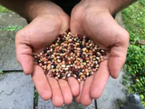 Fagiolina del Trasimeno (Multi-Colored) | Truelove Seeds