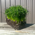 Garlic Chive Microgreens - HOSS