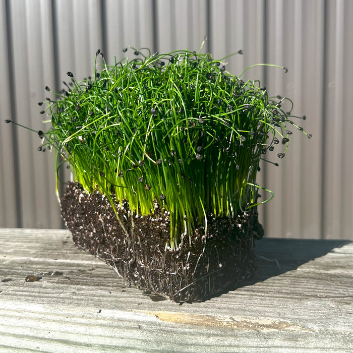 Garlic Chive Microgreens - HOSS