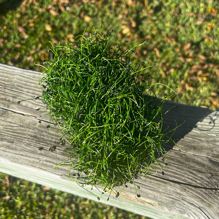 Garlic Chive Microgreens - HOSS