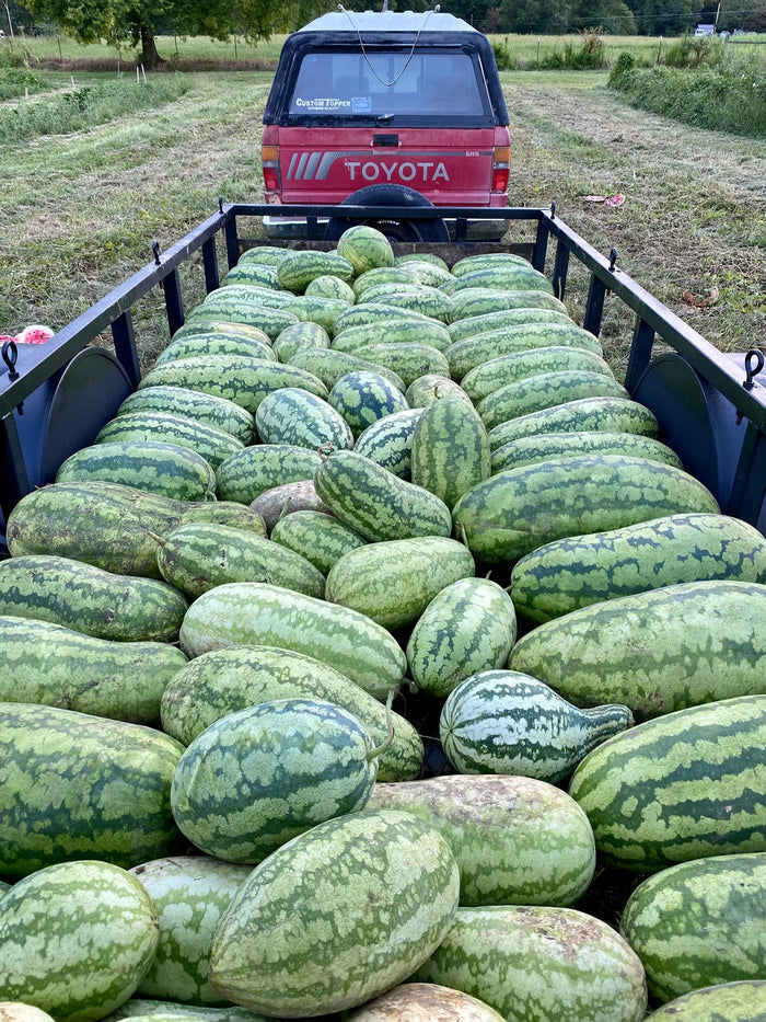 Georgia Rattlesnake Watermelon |Truelove Seeds