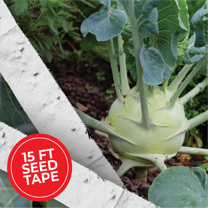 Giant White Kohlrabi Seed Tape - HOSS
